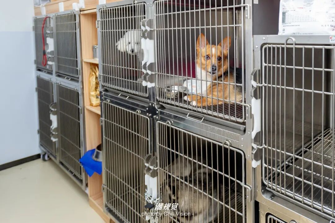 宠物呼吸麻醉怎么收费@宠爸宠妈，从绝育就做到极致…这家好评满满的de『五星级连锁宠物医院』来三水了！_https://www.jmylbn.com_新闻资讯_第60张