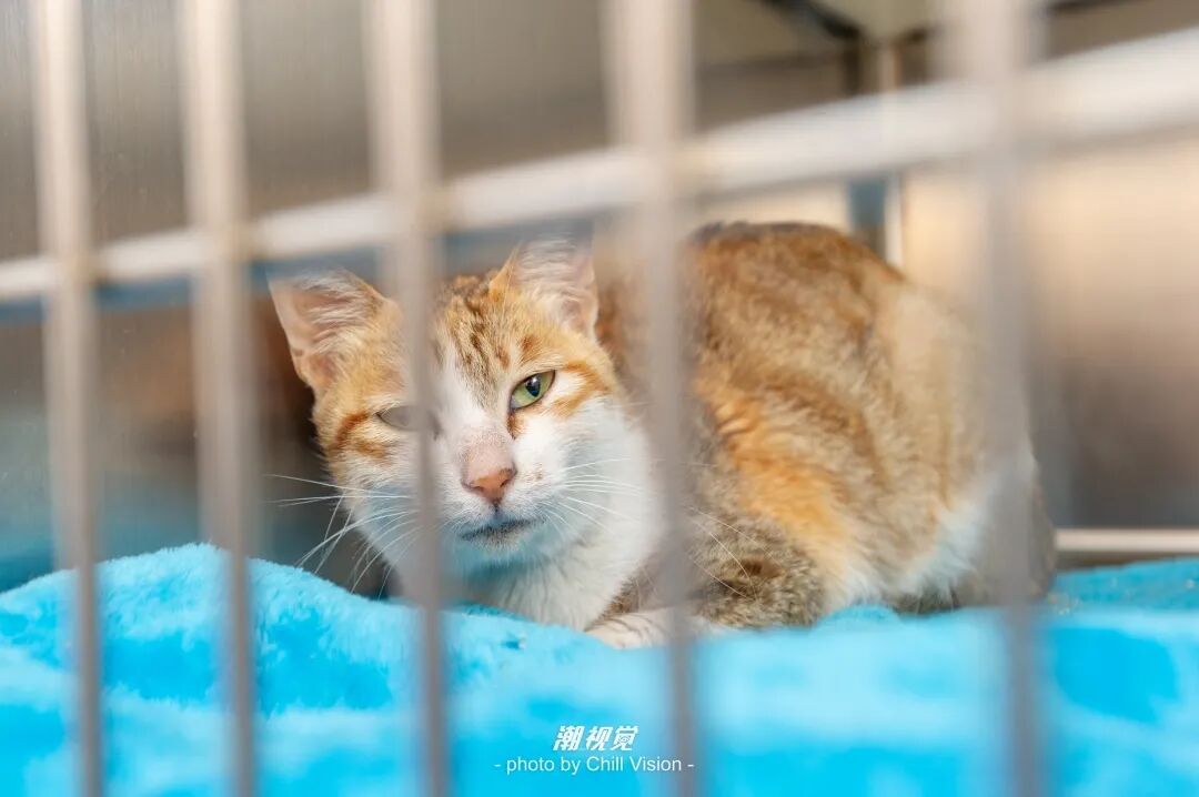 宠物呼吸麻醉怎么收费@宠爸宠妈，从绝育就做到极致…这家好评满满的de『五星级连锁宠物医院』来三水了！_https://www.jmylbn.com_新闻资讯_第46张