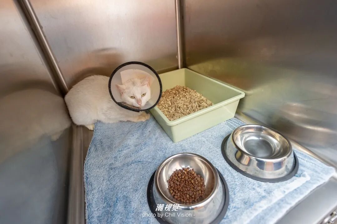 宠物呼吸麻醉怎么收费@宠爸宠妈，从绝育就做到极致…这家好评满满的de『五星级连锁宠物医院』来三水了！_https://www.jmylbn.com_新闻资讯_第44张