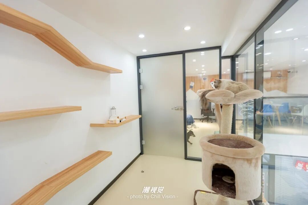 宠物呼吸麻醉怎么收费@宠爸宠妈，从绝育就做到极致…这家好评满满的de『五星级连锁宠物医院』来三水了！_https://www.jmylbn.com_新闻资讯_第63张