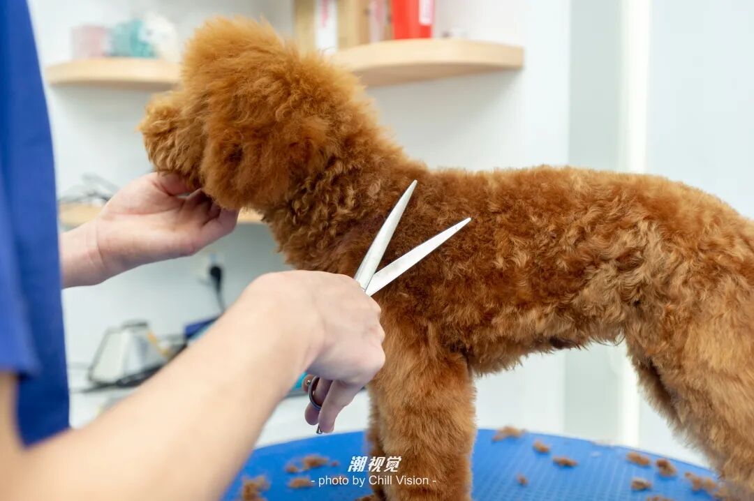 宠物呼吸麻醉怎么收费@宠爸宠妈，从绝育就做到极致…这家好评满满的de『五星级连锁宠物医院』来三水了！_https://www.jmylbn.com_新闻资讯_第53张