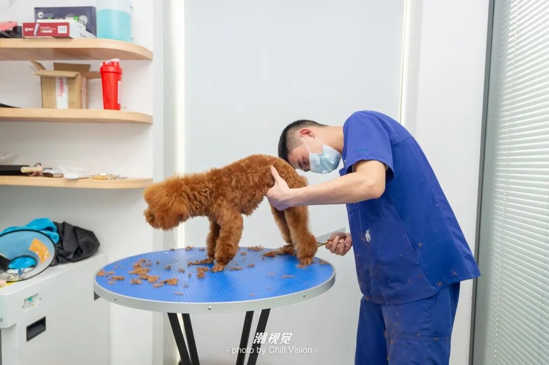 宠物呼吸麻醉怎么收费@宠爸宠妈，从绝育就做到极致…这家好评满满的de『五星级连锁宠物医院』来三水了！_https://www.jmylbn.com_新闻资讯_第52张