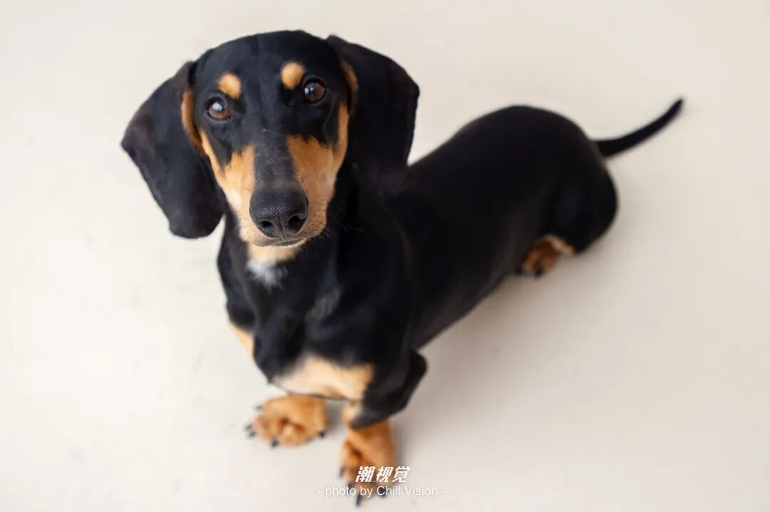 宠物呼吸麻醉怎么收费@宠爸宠妈，从绝育就做到极致…这家好评满满的de『五星级连锁宠物医院』来三水了！_https://www.jmylbn.com_新闻资讯_第33张