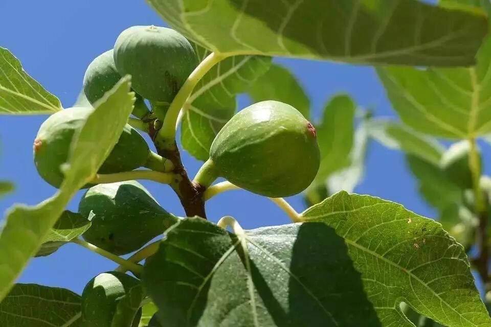 这种神树来自美丽的伊甸园 它的叶子是人类的第一套服装 唐山凤凰花卉 微信公众号文章阅读 Wemp