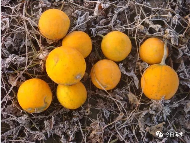 延伸阅读 瓜蒌,别名:栝楼,糖瓜蒌,蒌瓜.多年生攀缘型草本植物.