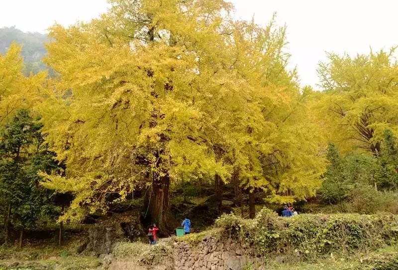 百丈懸崖上的中國古村落，美哭！ 旅遊 第34張