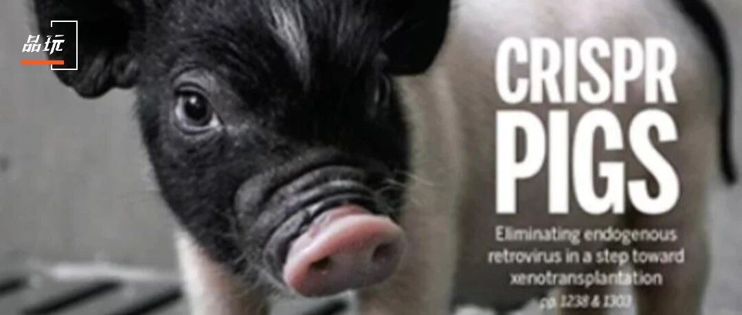 “移植了猪器官还是人么？”想这个问题前，我们先感谢猪吧