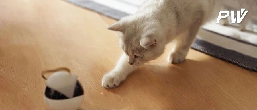 宠物用品高端定制：背后还是一门满足人类欲望的生意