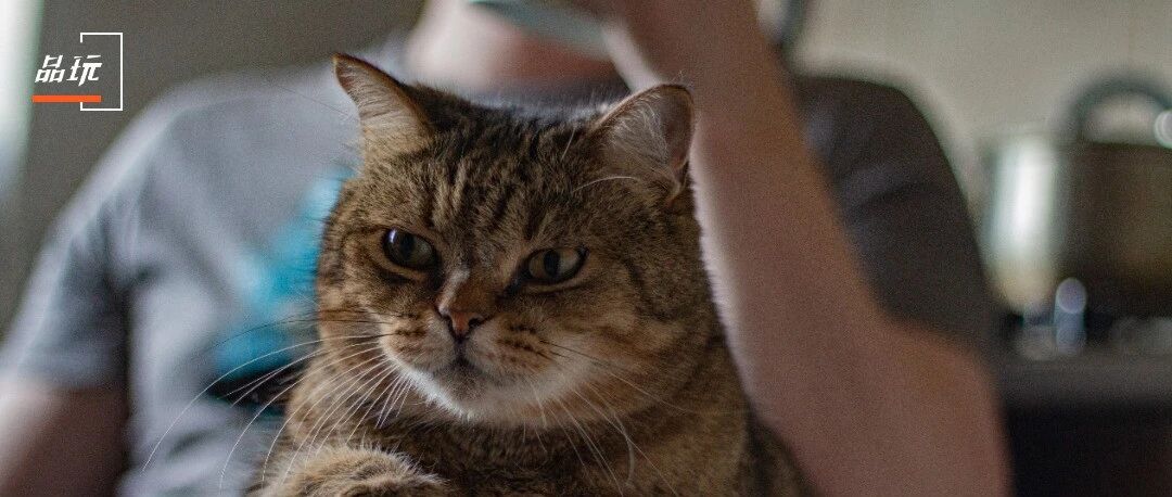 你和你的猫，脑子一起变小