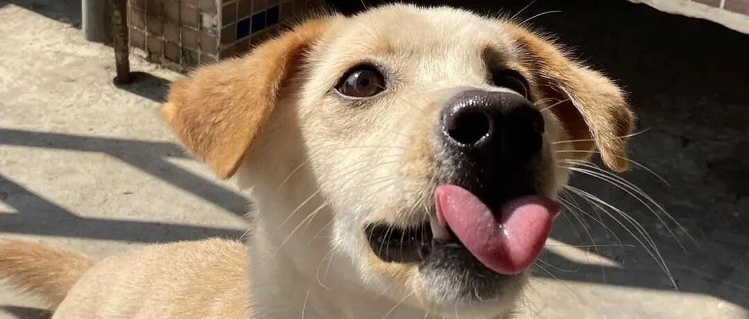 我家狗狗真的好乐观噢