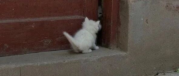 没想到我的社交能力竟然不如一只猫！