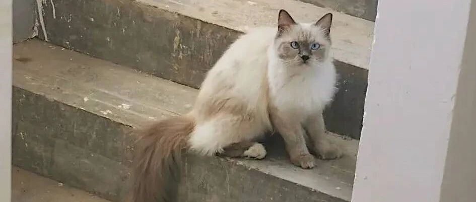 我家门口来了一只流浪布偶猫