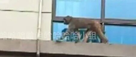 猴子进家里了也要淡定