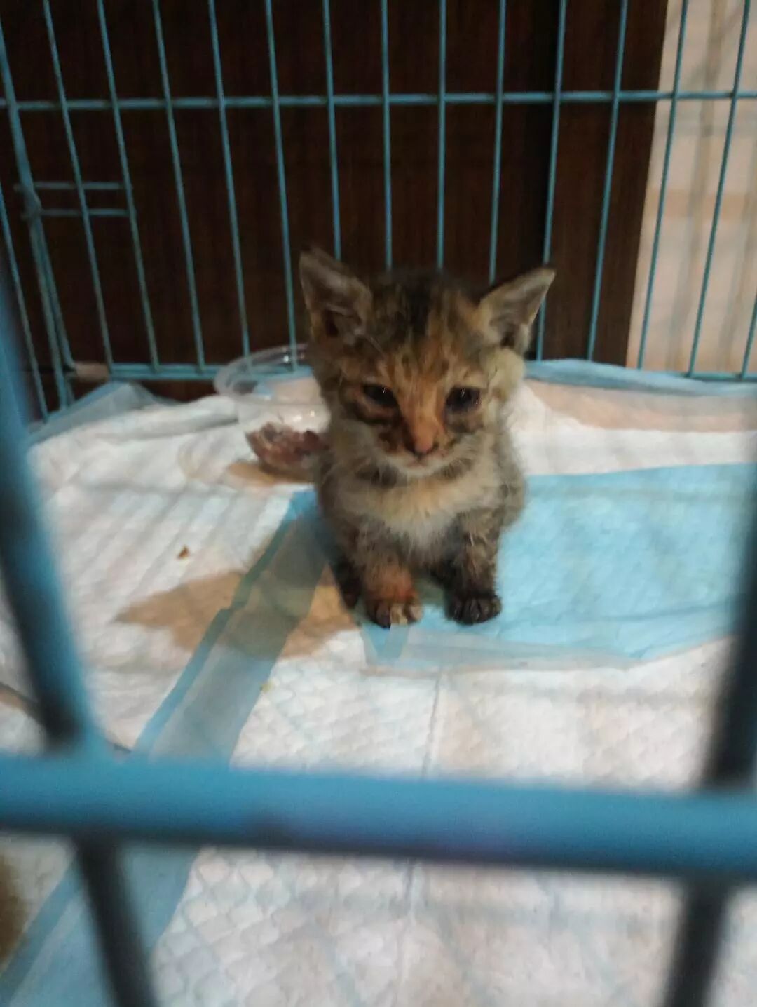 被收养的流浪猫，后来都怎么样了？ - 每日豆瓣 微信公众号文章阅读- WeMP