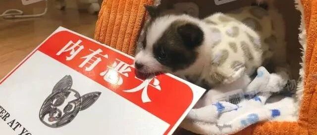 在草丛里捡到了一只还没睁眼的小奶狗