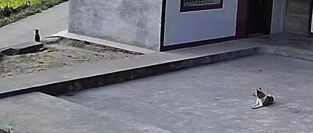 小动物的爱也太真挚了吧呜呜呜