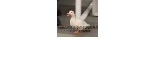 哈哈哈哈哈哈哈我笑到嘎嘎乱叫被抓去做南京板鸭挂在烤炉里旋转跳跃闭着眼