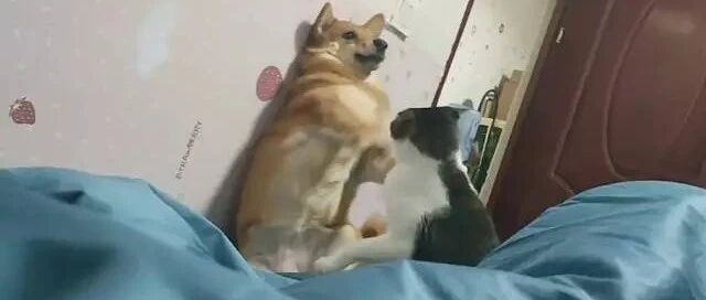 猫总是打狗我却没有办法