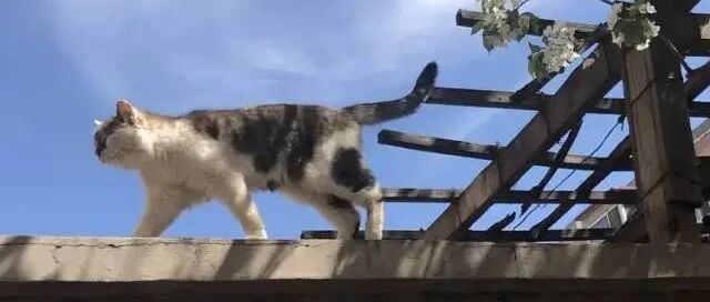 15岁+的流浪猫终于决定住进我家养老