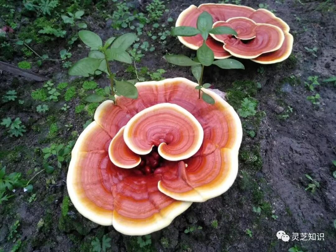 如果灵芝孢子粉疗效不咋地，为何大品牌频频”杀入“进来？