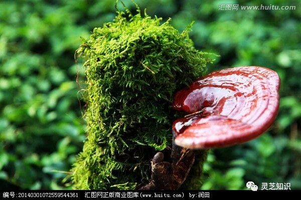 灵芝三七汤，功效太神奇了！