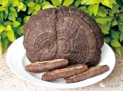 灵芝在古代的文化是什么样的