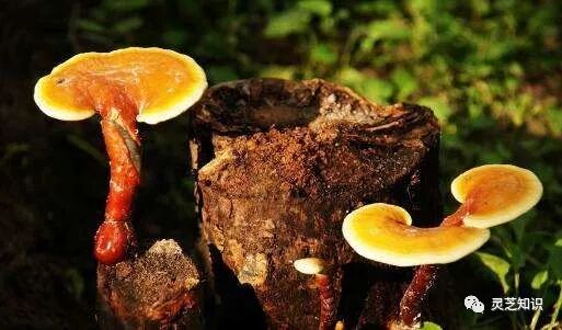 灵芝孢子粉吃了会上火吗？