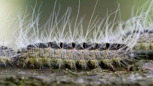 恐怖慎入 有毒毛毛虫大举入侵比利时境内 轻则刺痛 重则致命 毒毛五年不散 凤凰欧亚 微信公众号文章阅读 Wemp