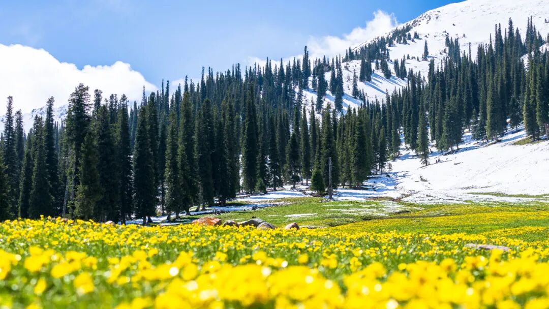 那拉提景区2024年旅游优惠政策公布