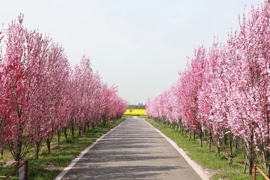 这些地方的花海等你免费畅玩