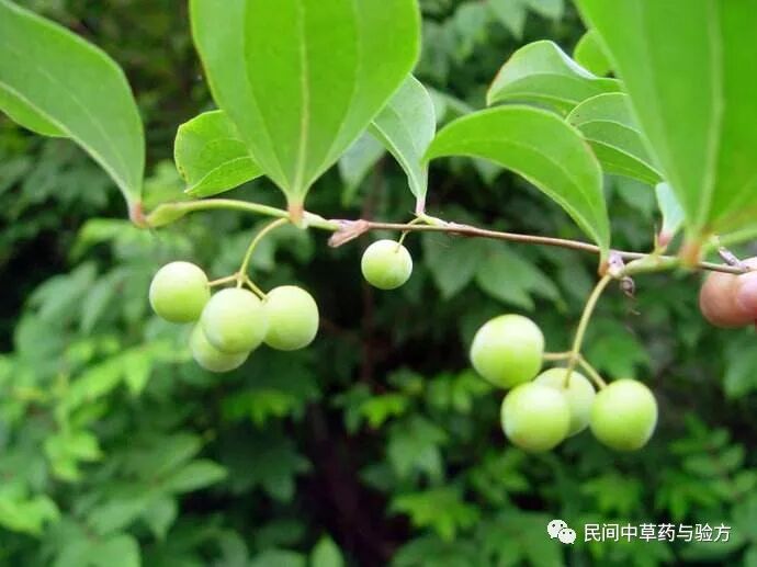 每天学一味中草药菝葜