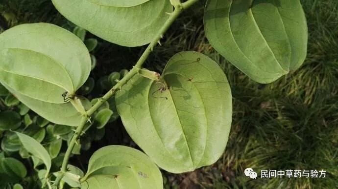 每天学一味中草药菝葜