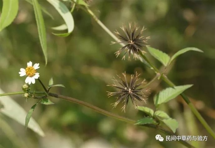 鬼针草（治疗3高良药）