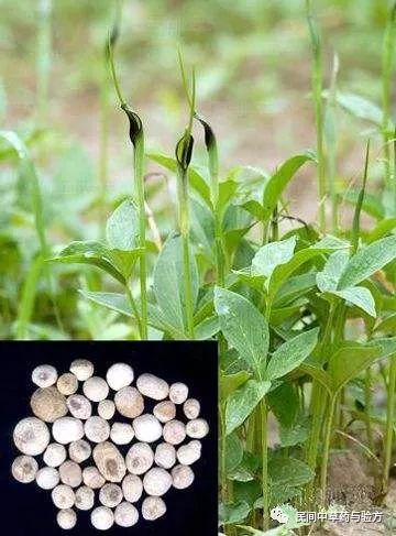 中草药与养生——半夏（有毒植物）