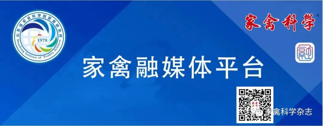 怎么约周围的鸡现代肉种鸡产蛋高峰后饲养管理关键控制点（下）_https://www.jmylbn.com_新闻资讯_第17张