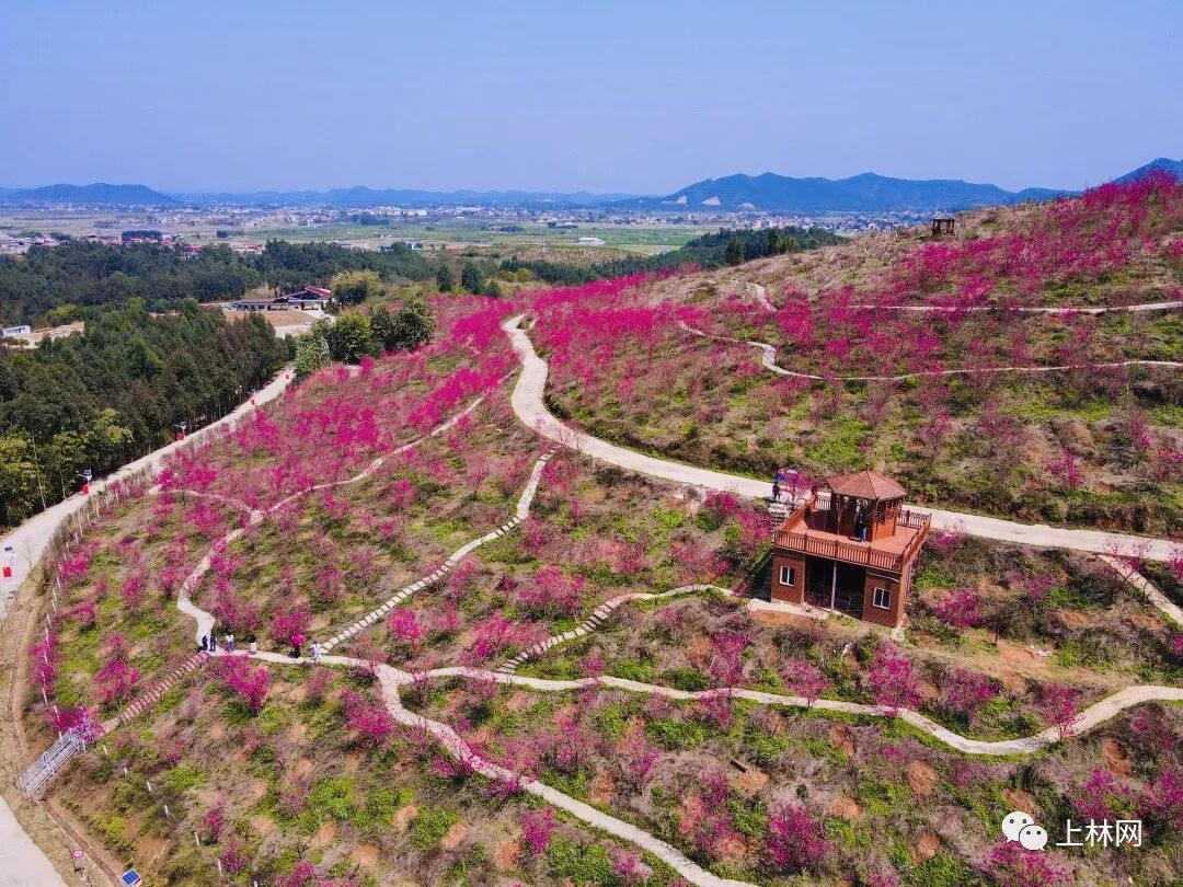 踏春啦上林大庙江百亩桃花已开一同赏花可好