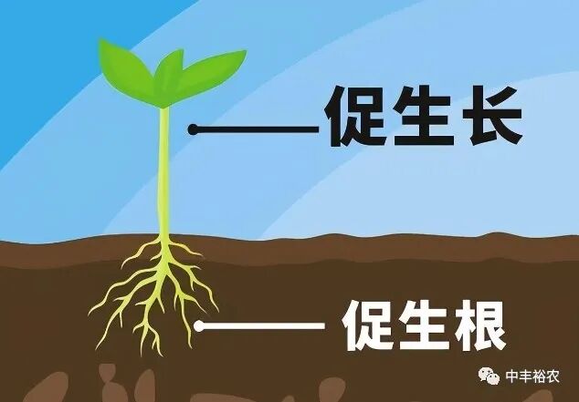 含氨基酸水溶肥料什么情况下用