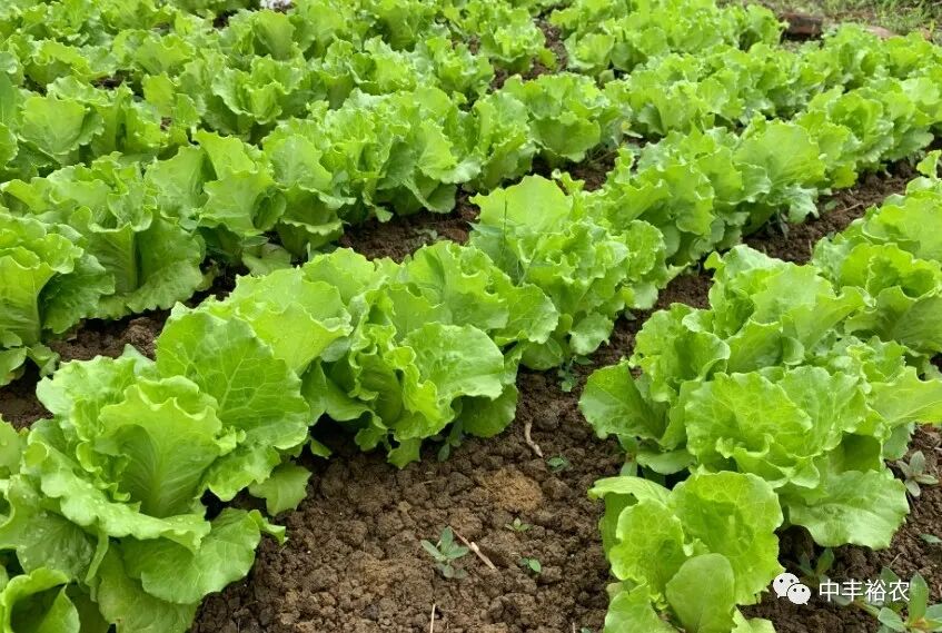 含氨基酸水溶肥料什么情况下用