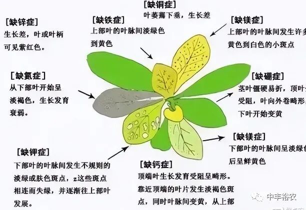含氨基酸水溶肥料什么情况下用