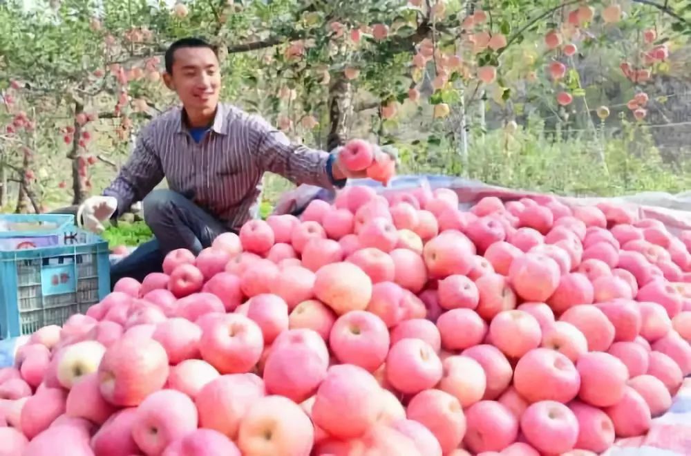 期货苹果是什么意思