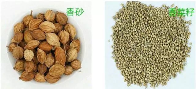 香砂 香菜籽