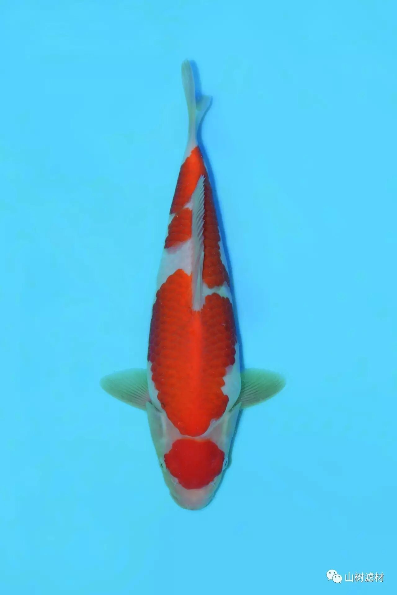 编号014 金子产 丹顶孔雀 20cm 单价?