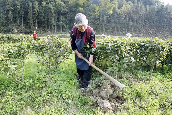 茶园已苏醒 春耕正当时，湖南华莱万亩茶园春耕景象