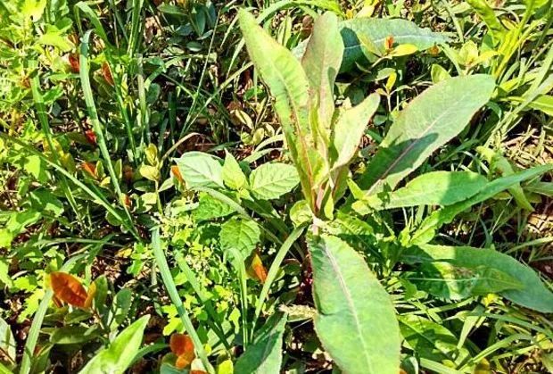 常见的野菜 比野草都茂盛 食用可以预防贫血 对生长发育有利 美食找 微信公众号文章阅读 Wemp