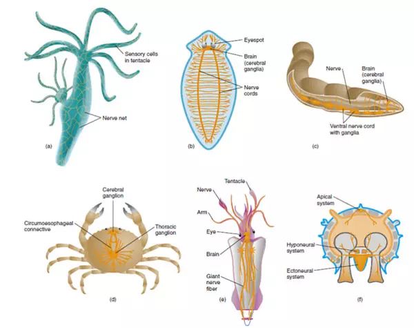無脊椎動物神經系統的演化簡史 醫學界神經病學頻道 微文庫