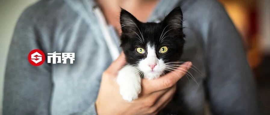 别人家的猫，在500一天的猫公寓过年