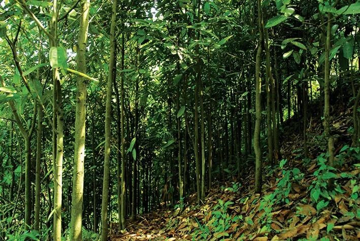 中国肉桂看罗定千顷山林别样香