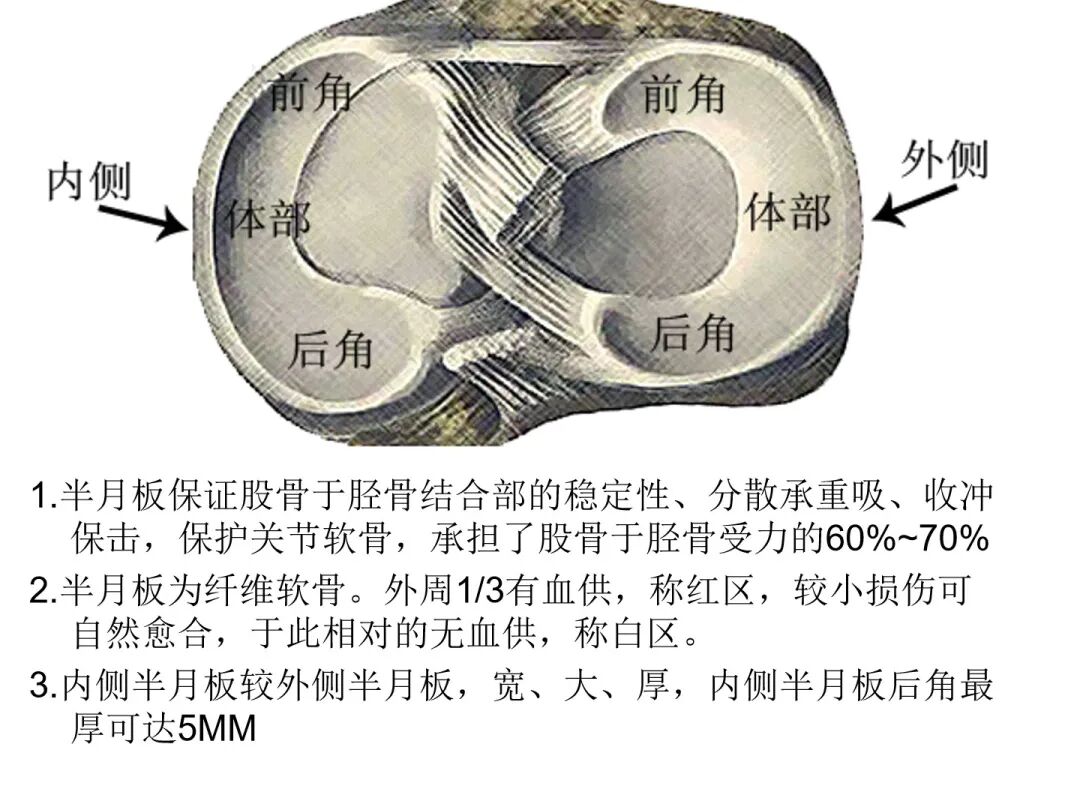 下睑区老化深层软组织结构分析与外切、内切术式优缺点 - 知乎