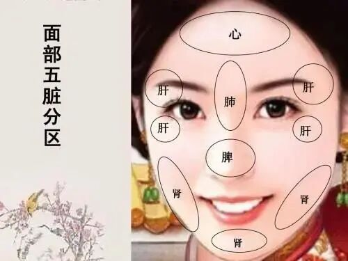 内脏好不好看脸！内脏里缺啥，脸上就长啥！很多人都还不知道！