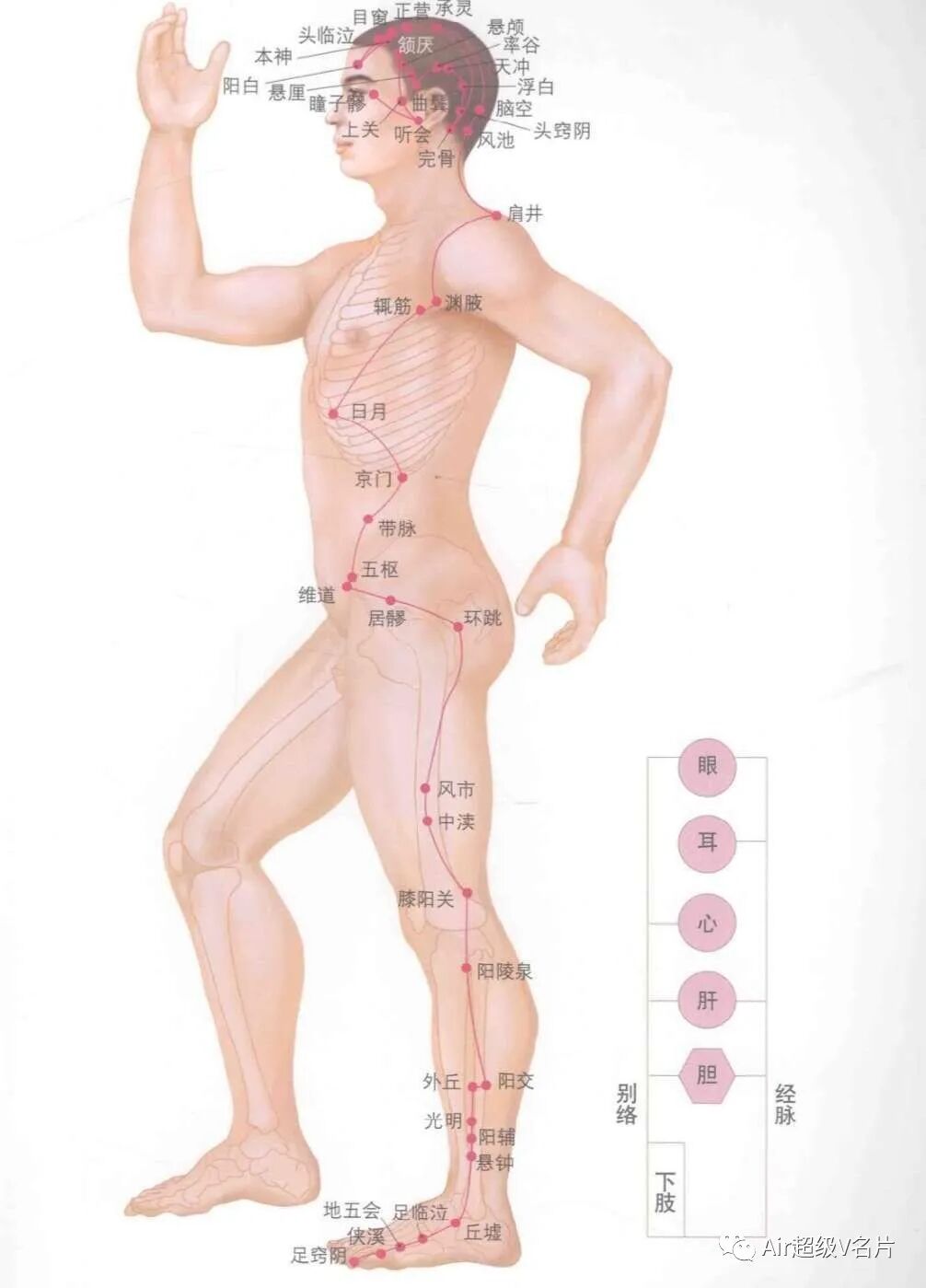 古法经络|足少阳胆经胆经对人体有什么帮助?